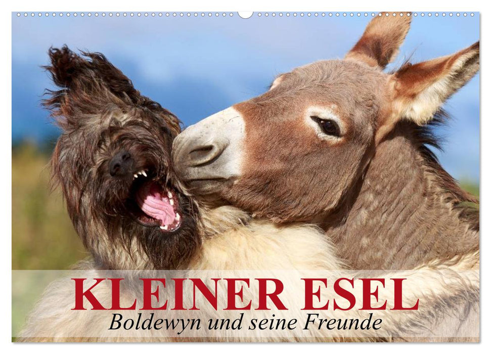 Kleiner Esel. Boldewyn und seine Freunde (CALVENDO Wandkalender 2025)