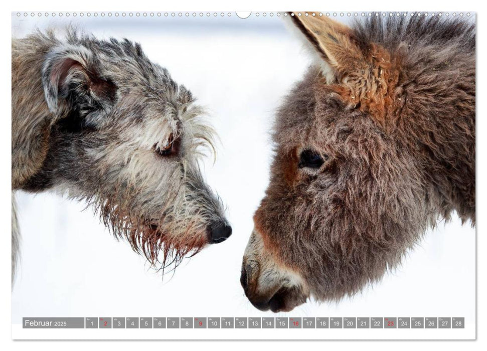 Kleiner Esel. Boldewyn und seine Freunde (CALVENDO Wandkalender 2025)