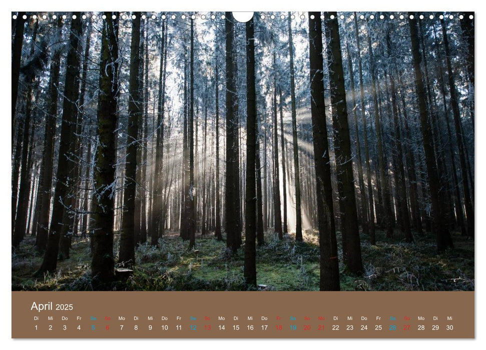 Fasziantion Natur (CALVENDO Wandkalender 2025)