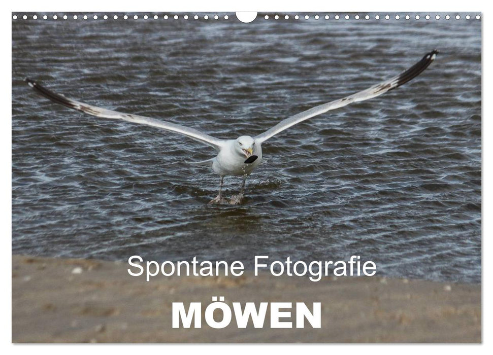 Spontane Fotografie - Möwen (CALVENDO Wandkalender 2025)