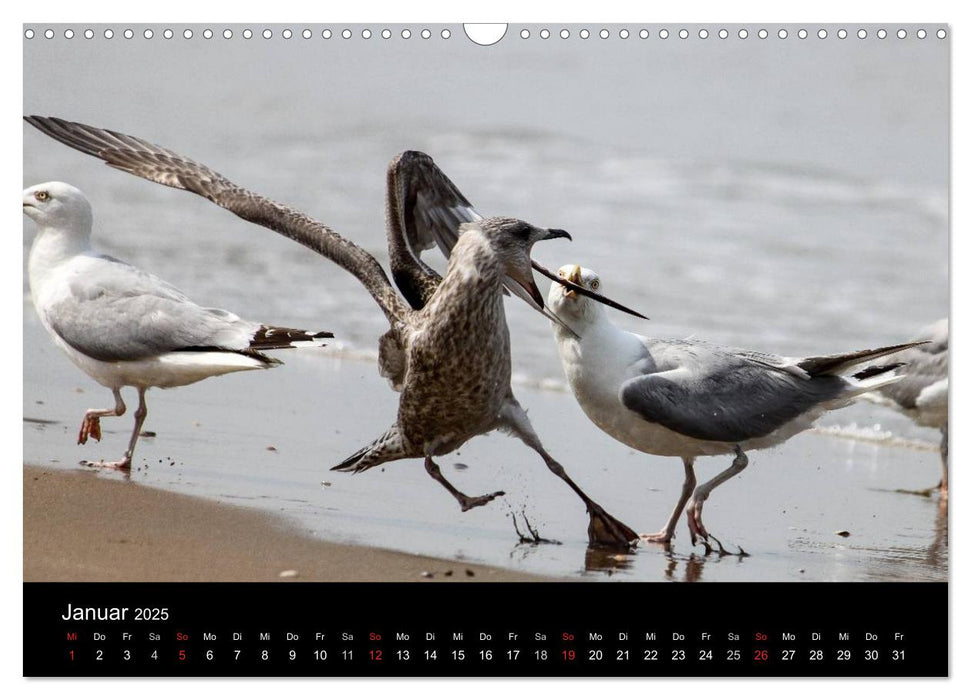 Spontane Fotografie - Möwen (CALVENDO Wandkalender 2025)