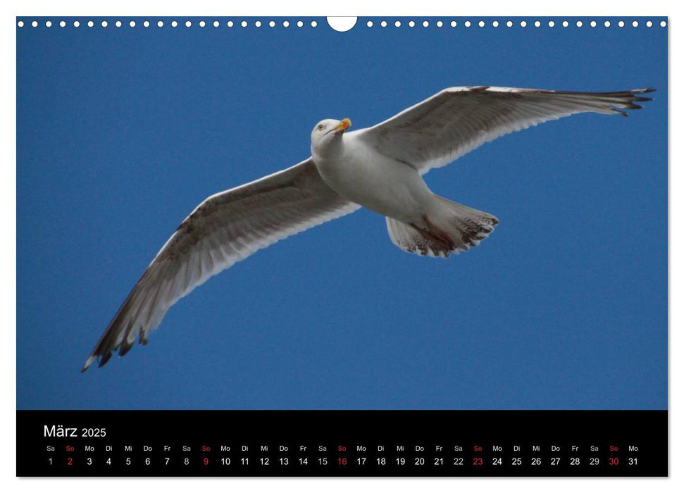 Spontane Fotografie - Möwen (CALVENDO Wandkalender 2025)