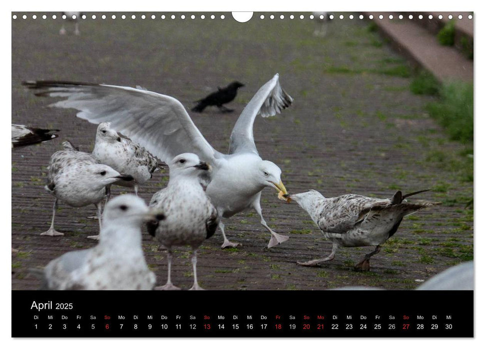 Spontane Fotografie - Möwen (CALVENDO Wandkalender 2025)