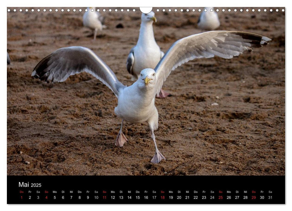 Spontane Fotografie - Möwen (CALVENDO Wandkalender 2025)