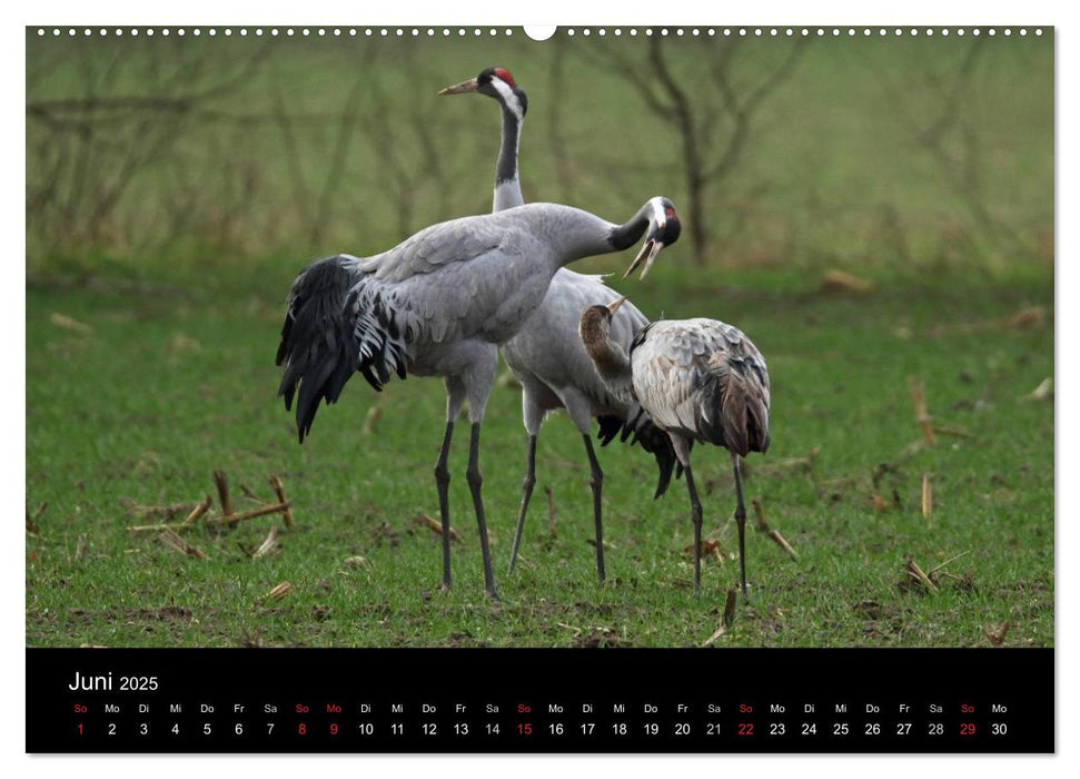 Kranich-Land Brandenburg (CALVENDO Wandkalender 2025)