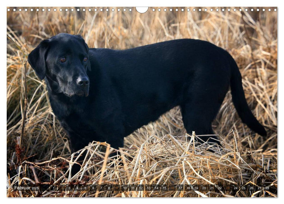 Labrador Retriever - Jagdhund mit Charme (CALVENDO Wandkalender 2025)