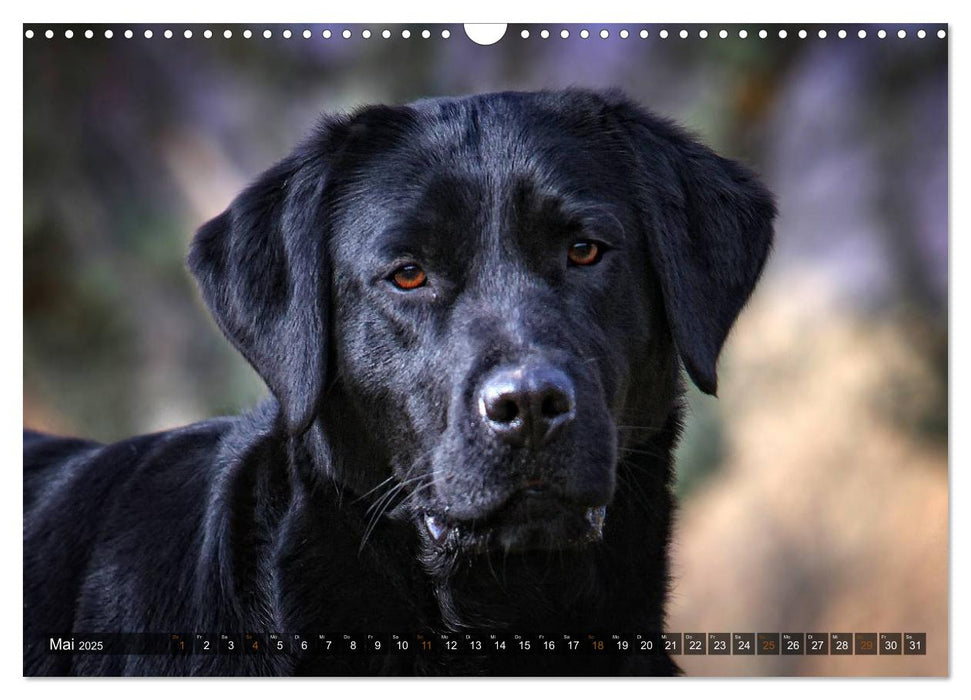 Labrador Retriever - Jagdhund mit Charme (CALVENDO Wandkalender 2025)