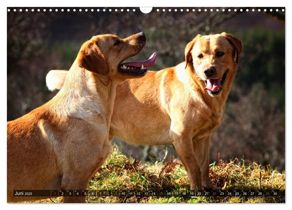 Labrador Retriever - Jagdhund mit Charme (CALVENDO Wandkalender 2025)