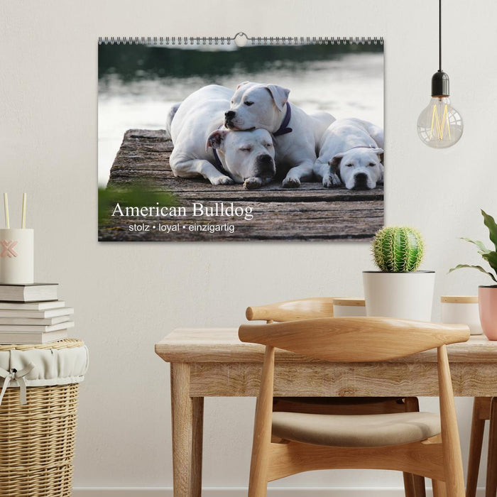 American Bulldog - stolz, loyal, einzigartig (CALVENDO Wandkalender 2025)