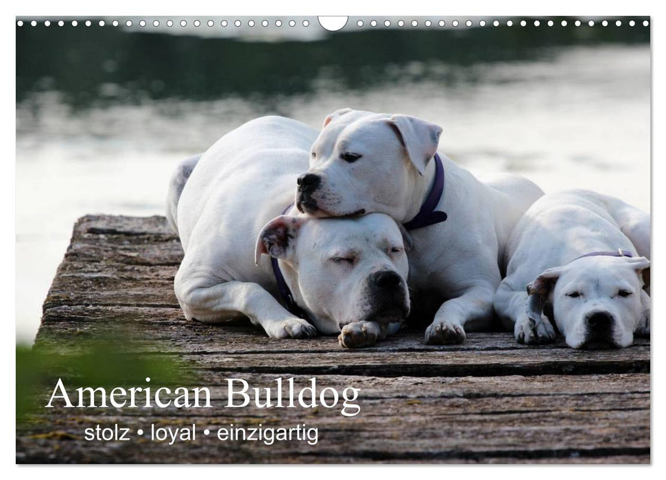 American Bulldog - stolz, loyal, einzigartig (CALVENDO Wandkalender 2025)