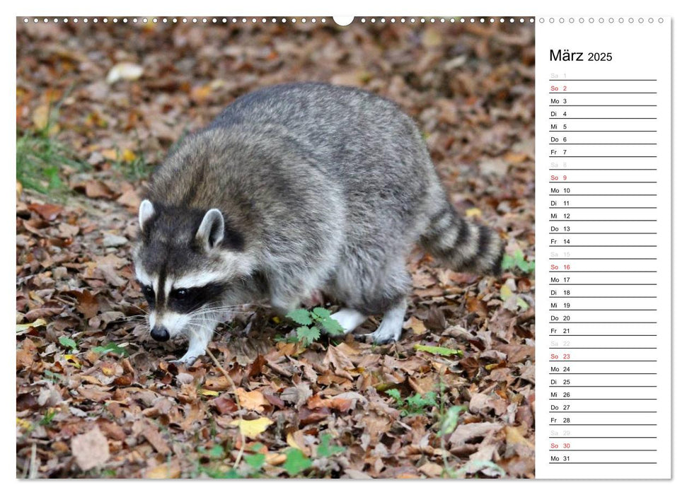 Der kleine Räuber mit Maske - Waschbären (CALVENDO Premium Wandkalender 2025)