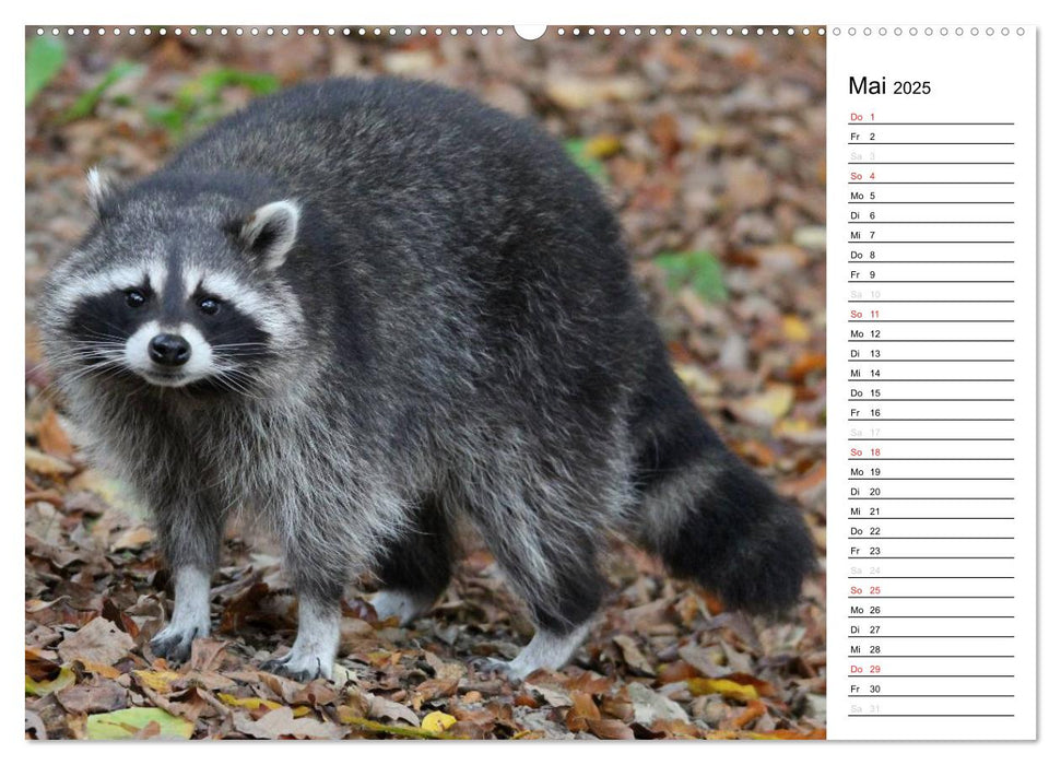 Der kleine Räuber mit Maske - Waschbären (CALVENDO Premium Wandkalender 2025)