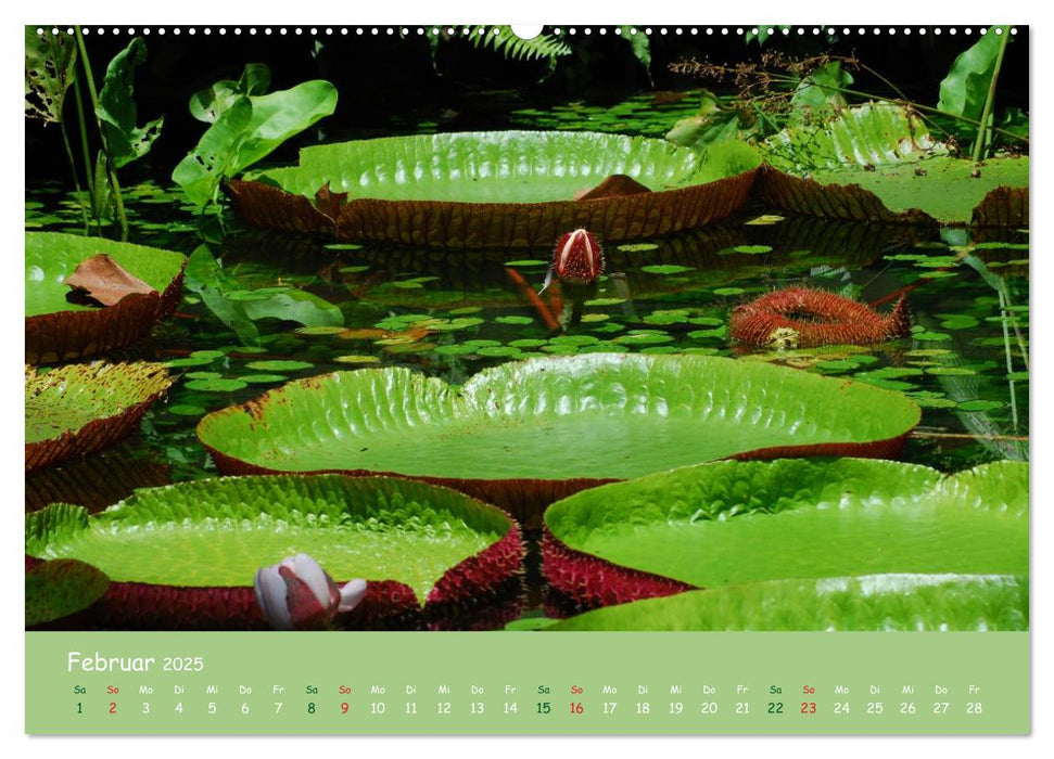 Am Amazonas (CALVENDO Premium Wandkalender 2025)