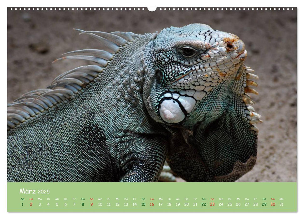 Am Amazonas (CALVENDO Premium Wandkalender 2025)