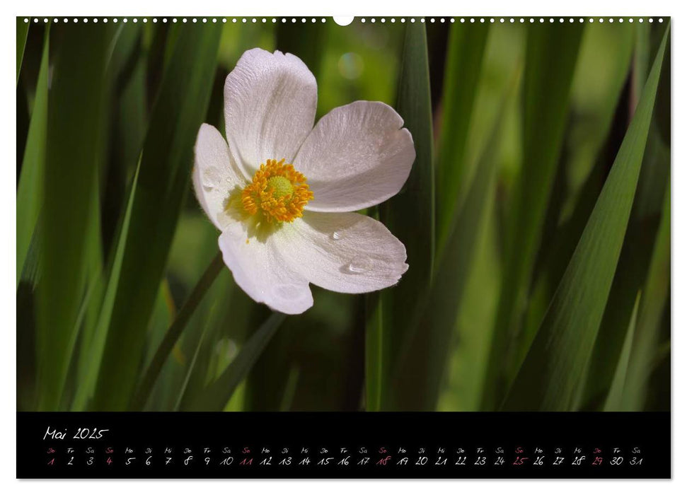 Soft Rock - Visuelle Musik der Blumen (CALVENDO Premium Wandkalender 2025)