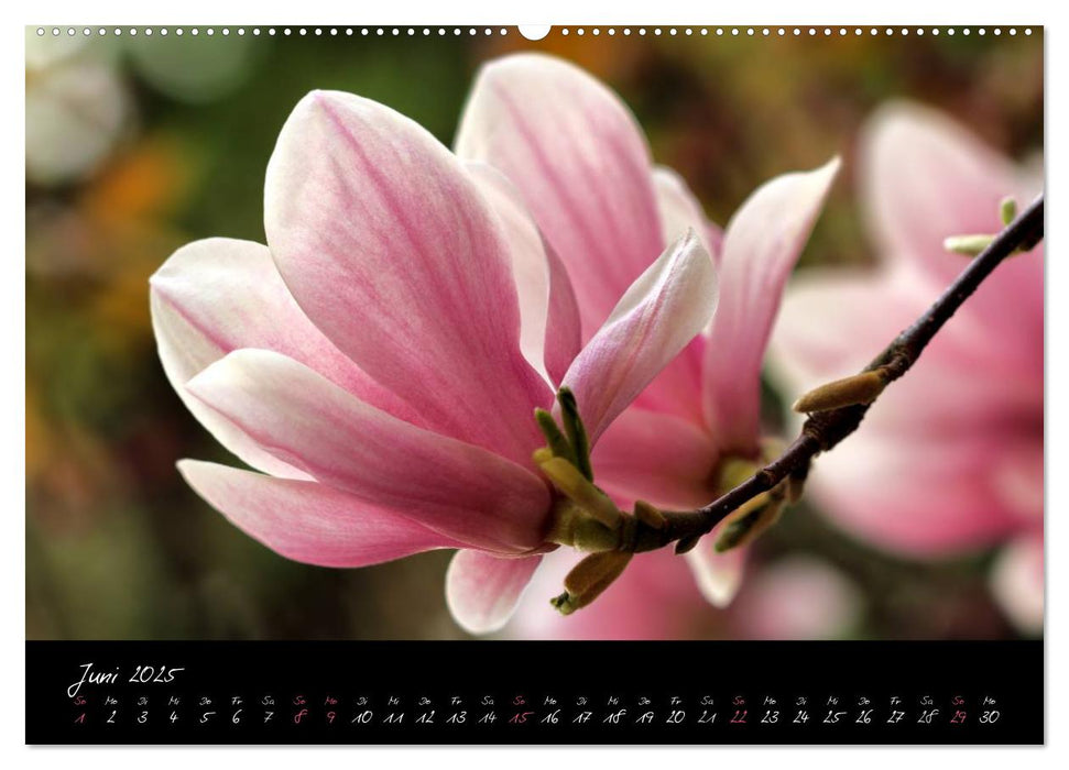 Soft Rock - Visuelle Musik der Blumen (CALVENDO Premium Wandkalender 2025)