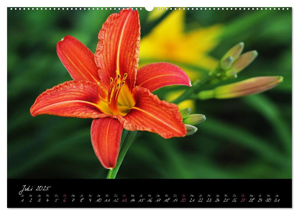 Soft Rock - Visuelle Musik der Blumen (CALVENDO Premium Wandkalender 2025)