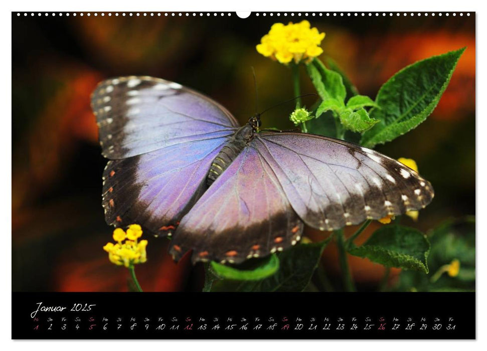 Tropische Melodie - Schmetterlinge Vol.2 (CALVENDO Premium Wandkalender 2025)