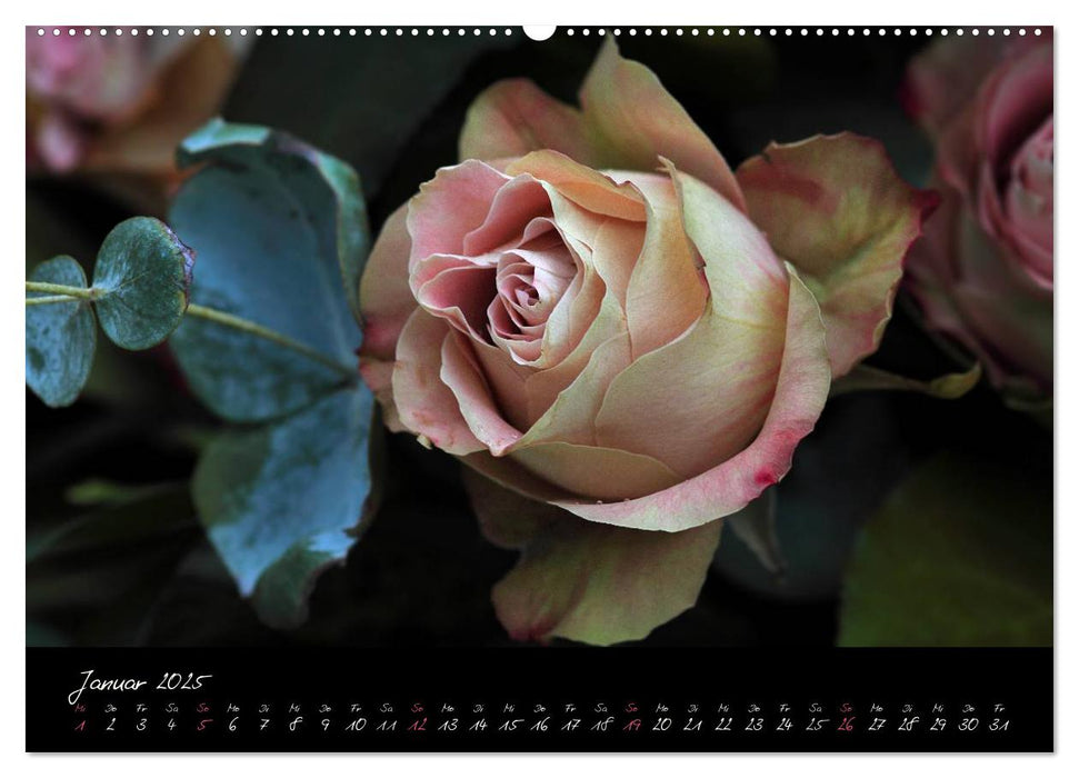 Rosen Romanze - Visuelle Musik (CALVENDO Premium Wandkalender 2025)