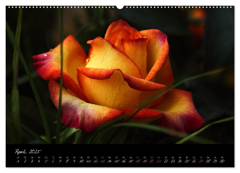 Rosen Romanze - Visuelle Musik (CALVENDO Premium Wandkalender 2025)