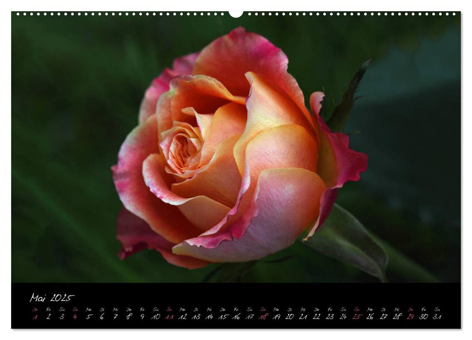 Rosen Romanze - Visuelle Musik (CALVENDO Premium Wandkalender 2025)