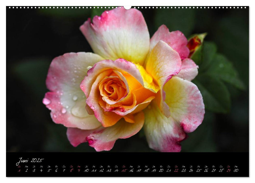 Rosen Romanze - Visuelle Musik (CALVENDO Premium Wandkalender 2025)