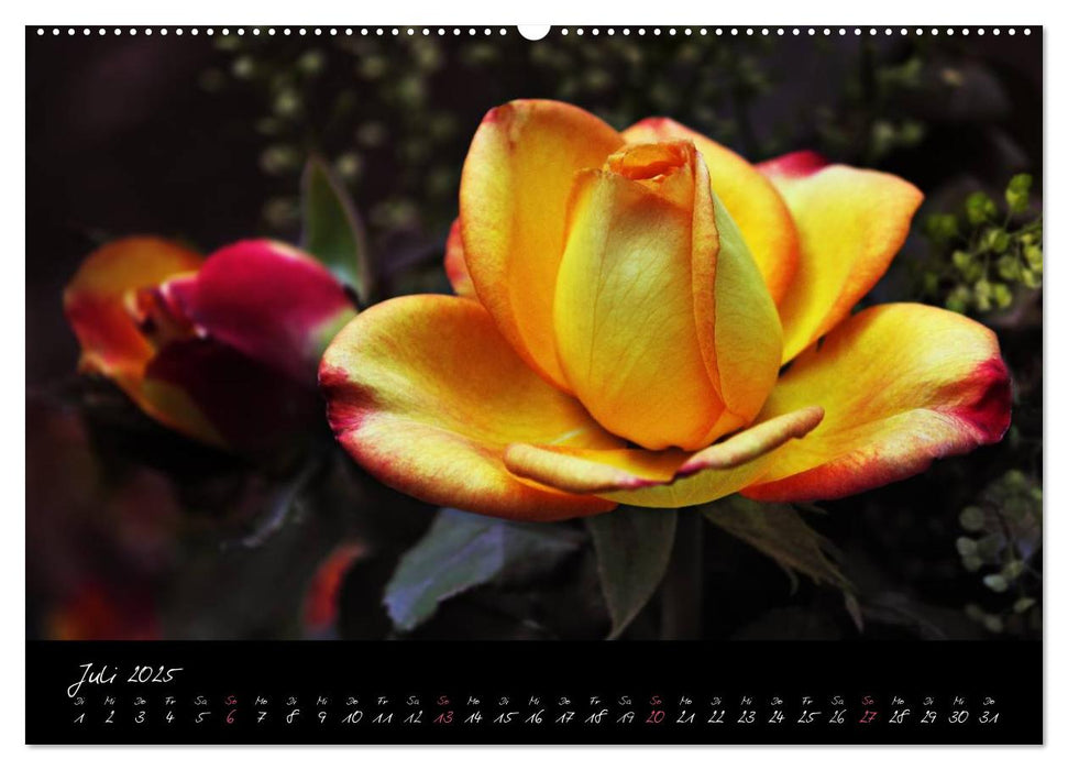 Rosen Romanze - Visuelle Musik (CALVENDO Premium Wandkalender 2025)