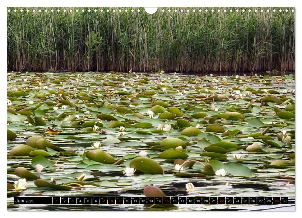 Mecklenburgische Seenplatte - zum Träumen schön (CALVENDO Wandkalender 2025)