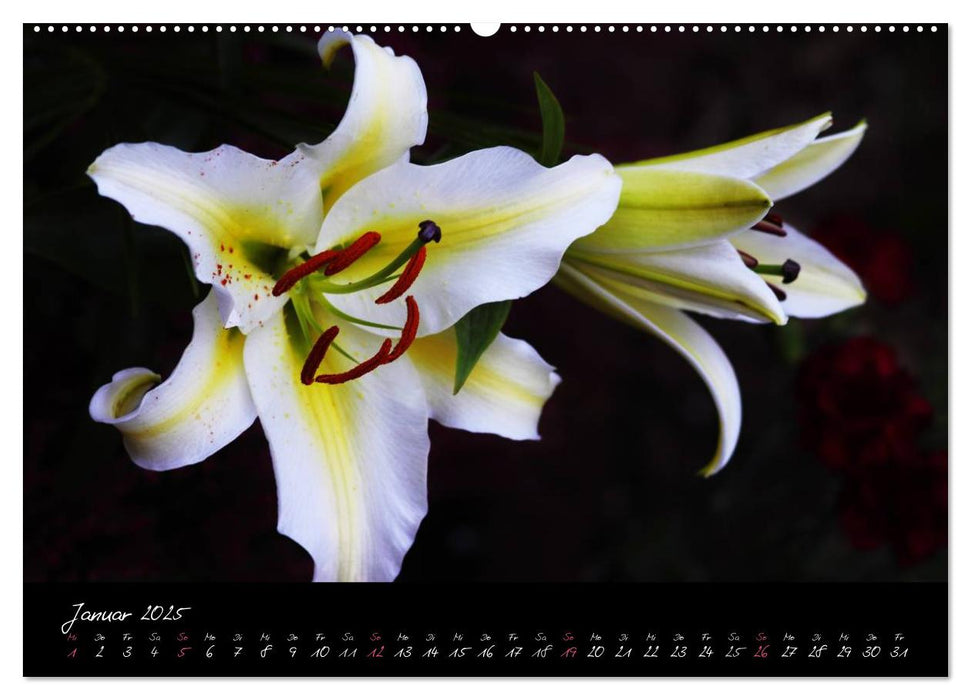 Soul-Jazz - Visuelle Musik der Blumen (CALVENDO Premium Wandkalender 2025)