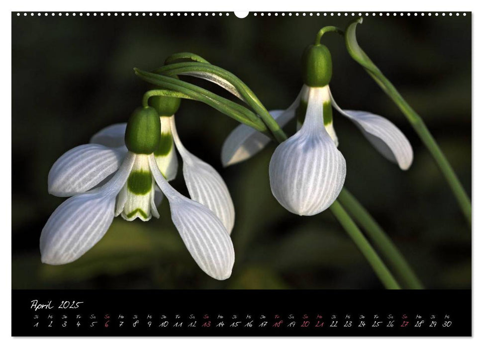 Soul-Jazz - Visuelle Musik der Blumen (CALVENDO Premium Wandkalender 2025)