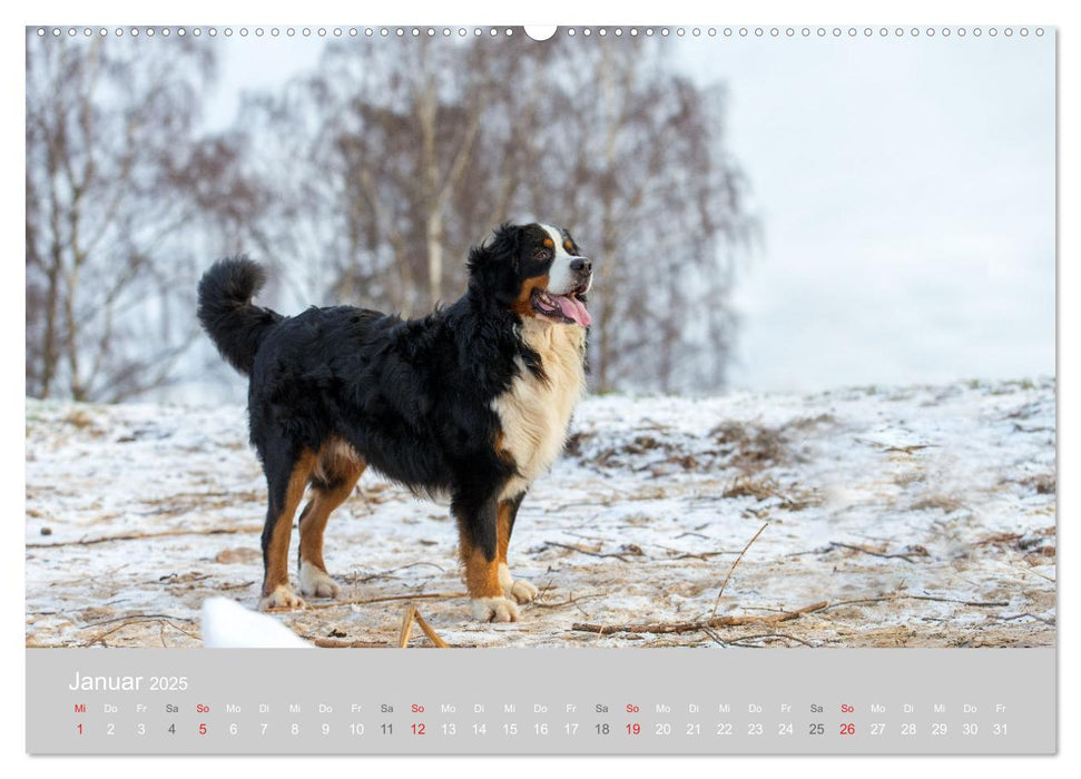 Liebling BERNER SENNENHUND (CALVENDO Premium Wandkalender 2025)