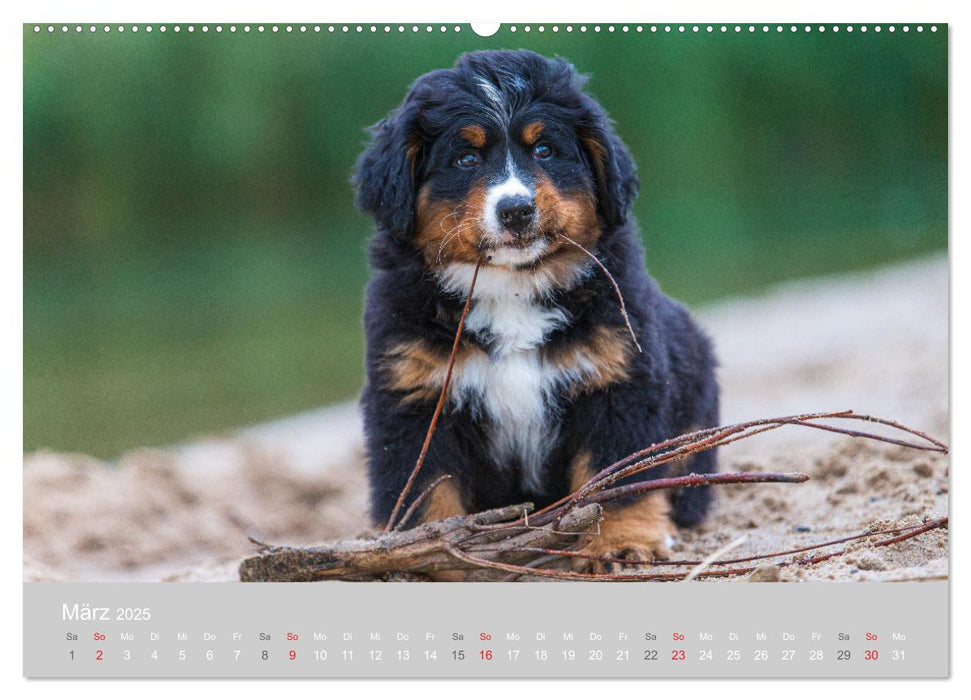 Liebling BERNER SENNENHUND (CALVENDO Premium Wandkalender 2025)