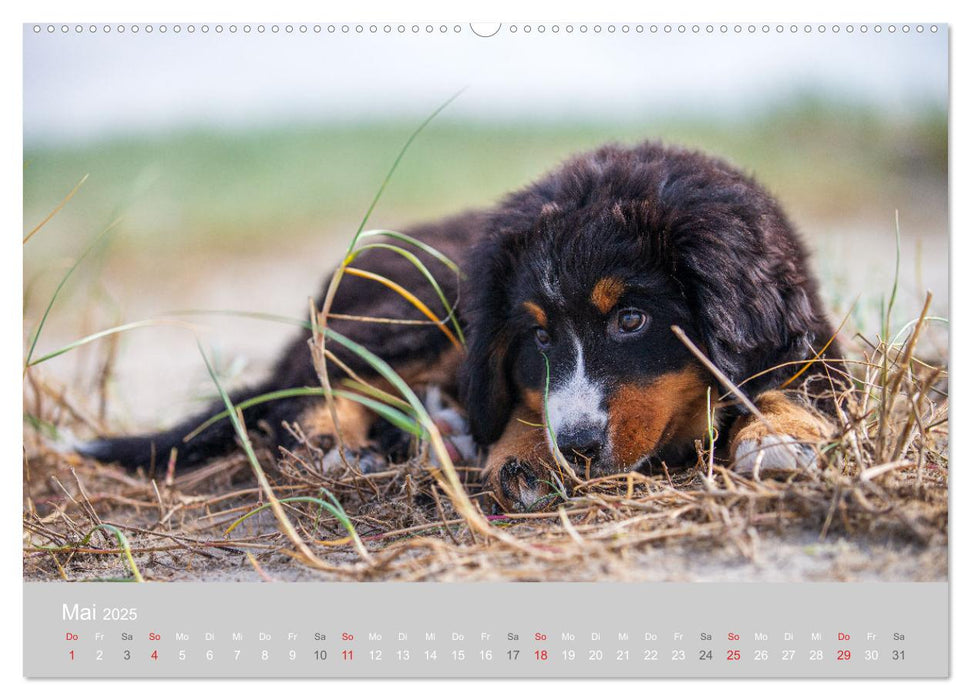 Liebling BERNER SENNENHUND (CALVENDO Premium Wandkalender 2025)