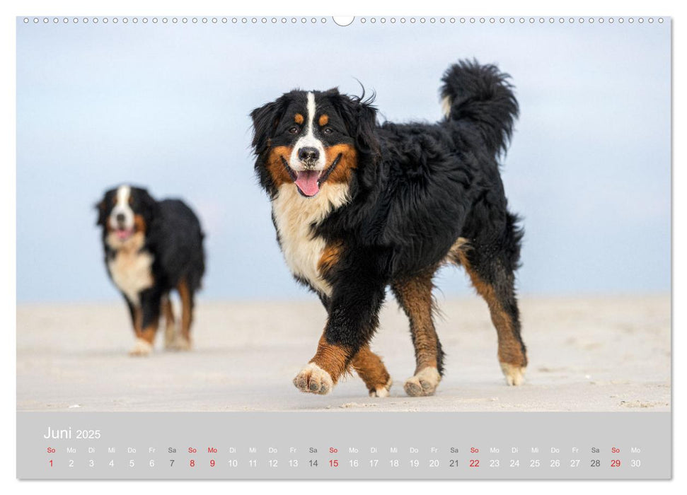 Liebling BERNER SENNENHUND (CALVENDO Premium Wandkalender 2025)