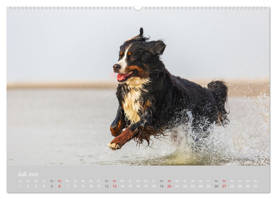 Liebling BERNER SENNENHUND (CALVENDO Premium Wandkalender 2025)