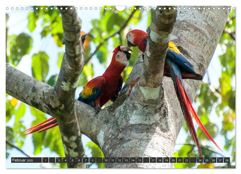 COSTA RICA - PURA VIDA (CALVENDO Wandkalender 2025)