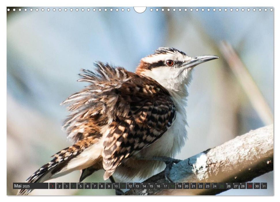 COSTA RICA - PURA VIDA (CALVENDO Wandkalender 2025)