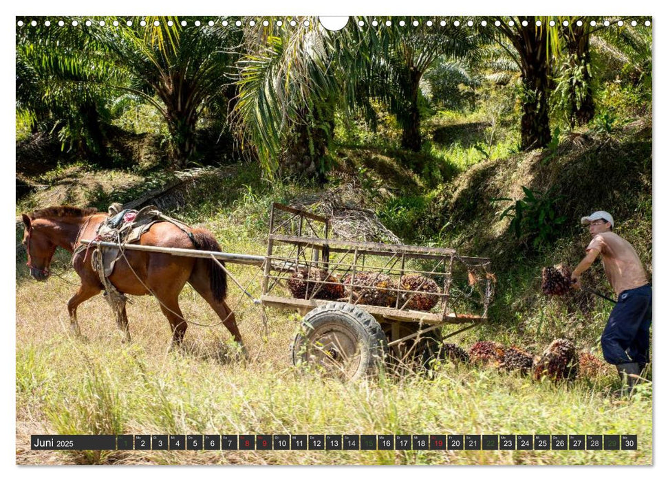 COSTA RICA - PURA VIDA (CALVENDO Wandkalender 2025)