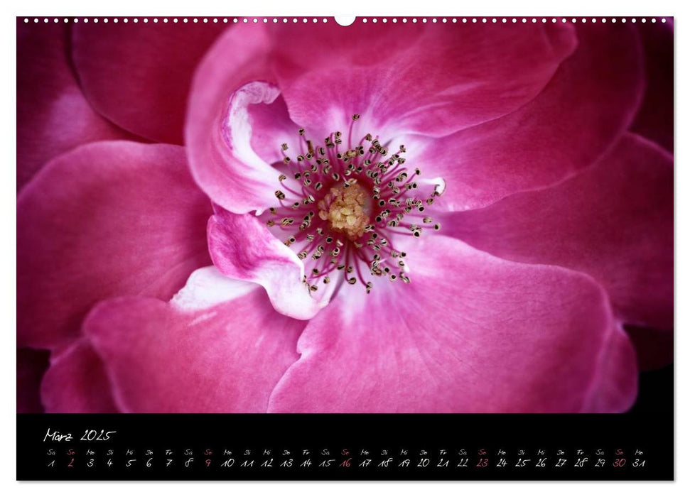 Floral Portraits - Blumen Impression (CALVENDO Premium Wandkalender 2025)