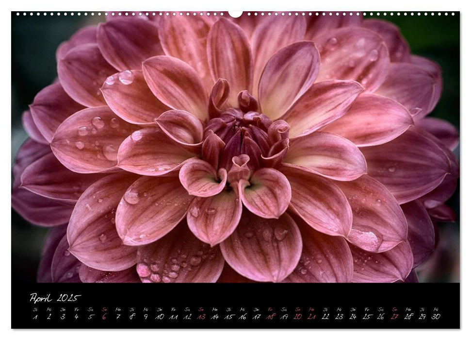 Floral Portraits - Blumen Impression (CALVENDO Premium Wandkalender 2025)