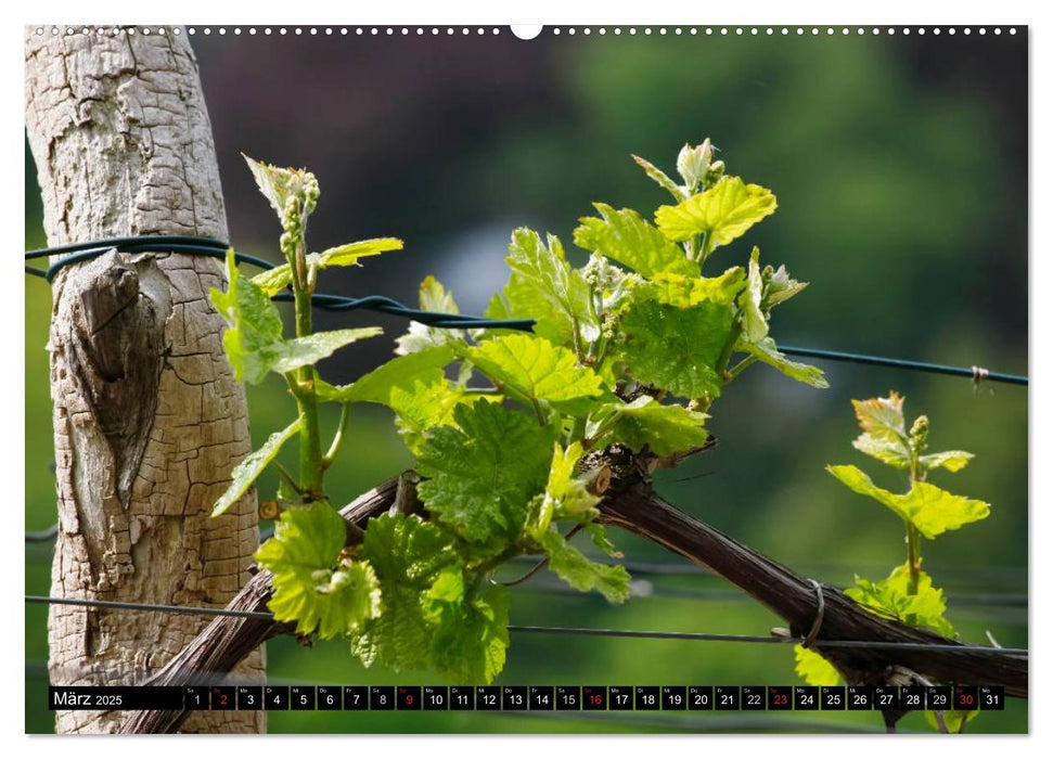 Wein (CALVENDO Premium Wandkalender 2025)