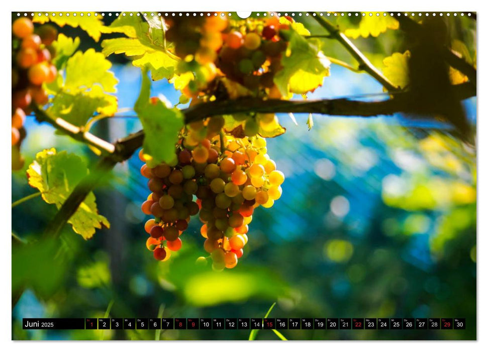 Wein (CALVENDO Premium Wandkalender 2025)