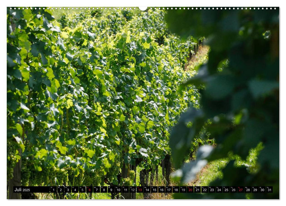 Wein (CALVENDO Premium Wandkalender 2025)