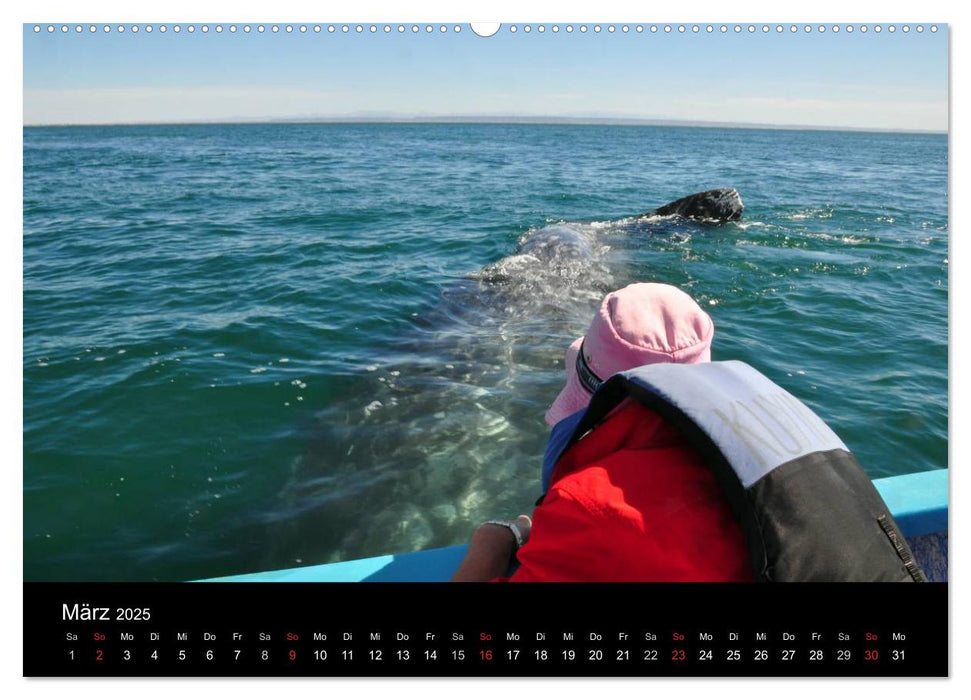 Baja California - Impressionen der mexikanischen Halbinsel (CALVENDO Premium Wandkalender 2025)