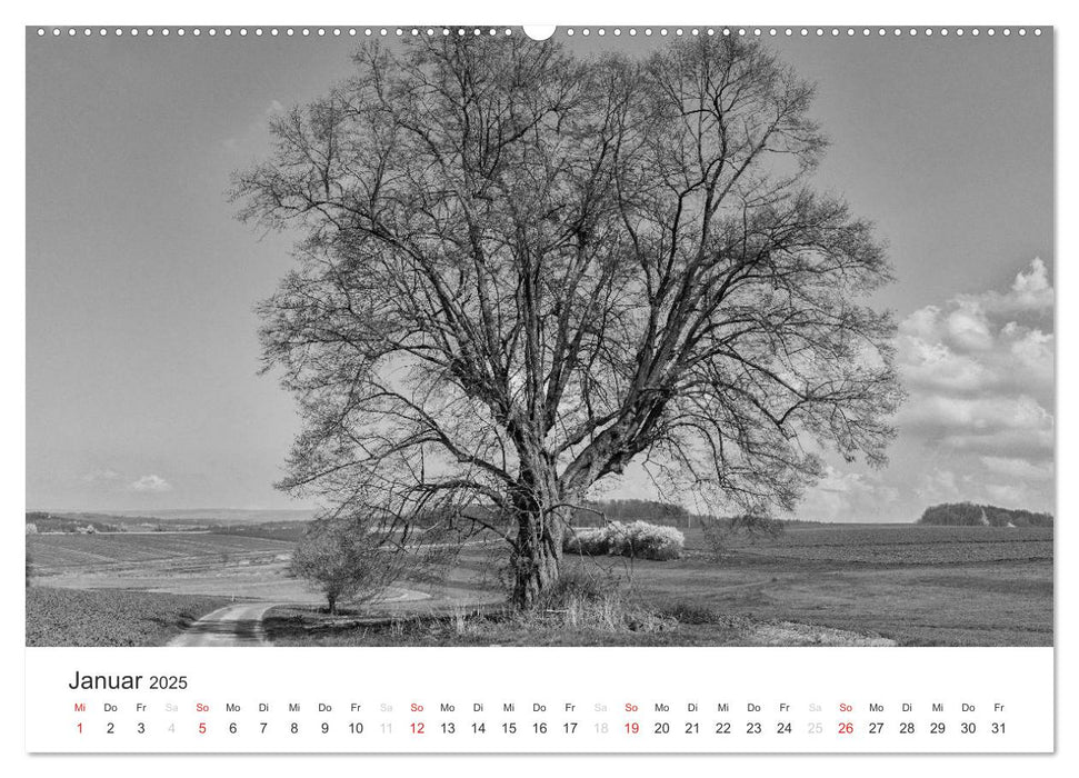 Bäume - Naturschönheiten in schwarz-weiß (CALVENDO Premium Wandkalender 2025)