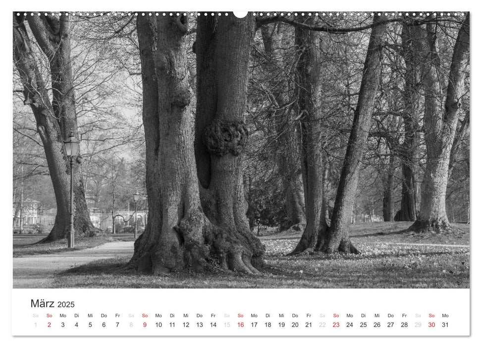 Bäume - Naturschönheiten in schwarz-weiß (CALVENDO Premium Wandkalender 2025)