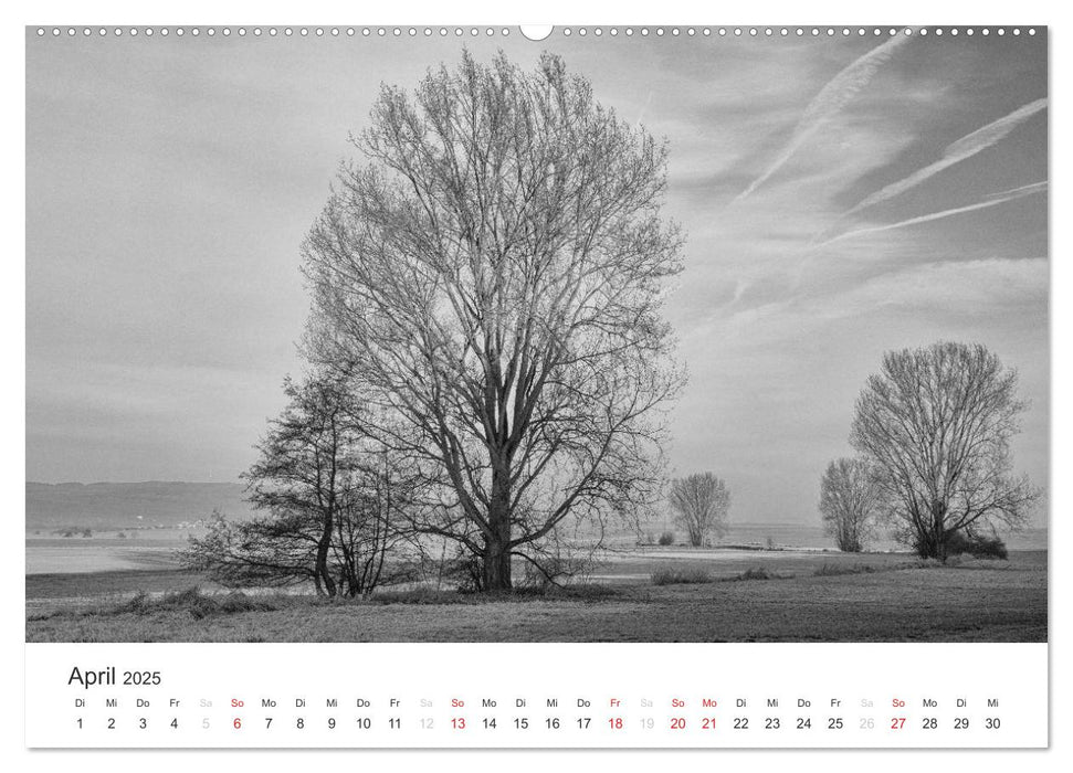 Bäume - Naturschönheiten in schwarz-weiß (CALVENDO Premium Wandkalender 2025)