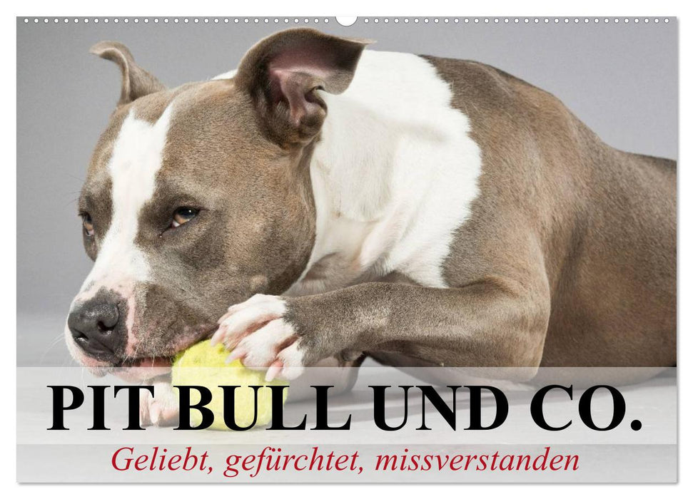 Pit Bull und Co. - Geliebt, gefürchtet, missverstanden (CALVENDO Wandkalender 2025)