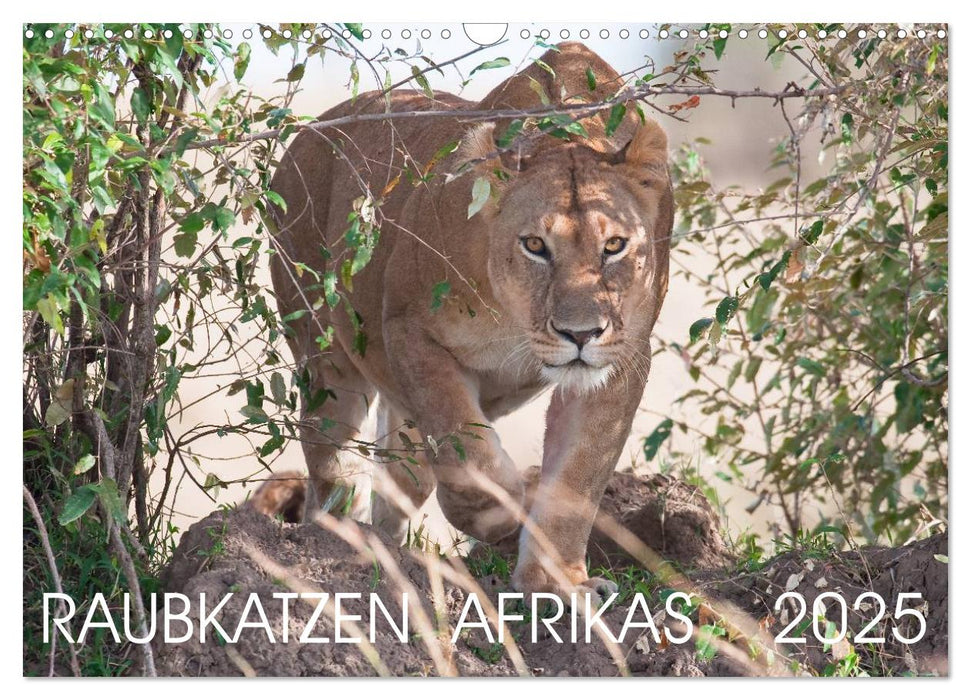 Raubkatzen Afrikas (CALVENDO Wandkalender 2025)