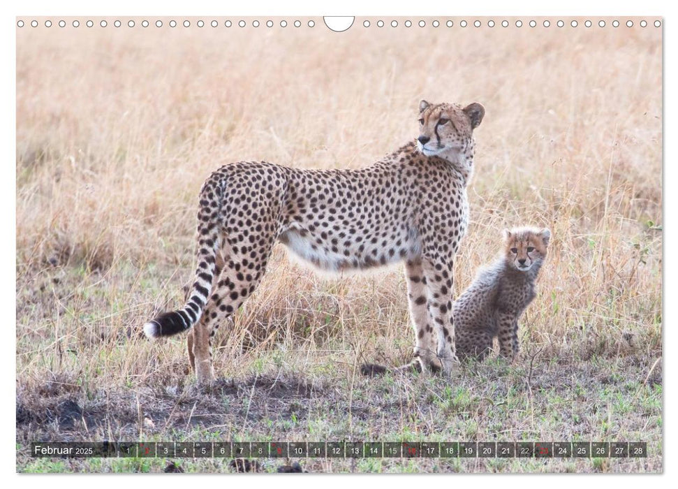 Raubkatzen Afrikas (CALVENDO Wandkalender 2025)